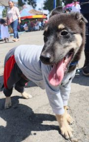 Familias de Masaya celebran la tradicional fiesta de San Lázaro