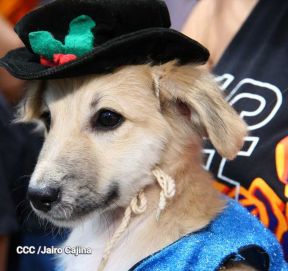 Familias de Masaya celebran la tradicional fiesta de San Lázaro