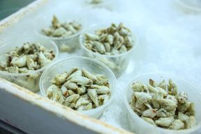 Conoce la variedad de destinos y riquezas de Bluefields