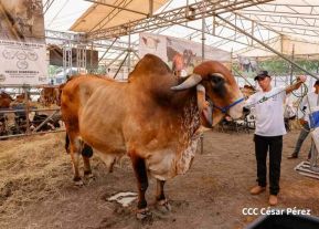 Primera Feria Ganadera Managua 2023