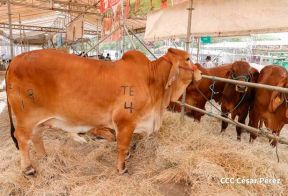 Primera Feria Ganadera Managua 2023