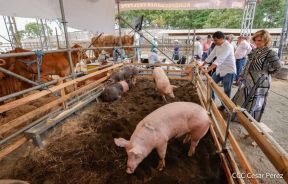 Primera Feria Ganadera Managua 2023