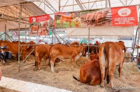 Primera Feria Ganadera Managua 2023