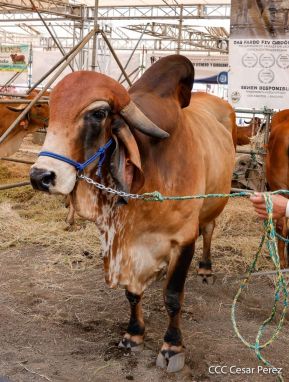 Primera Feria Ganadera Managua 2023