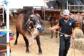 Feria Ganadera Managua 2024