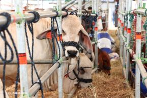 Feria Ganadera Managua 2024