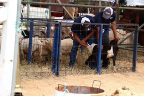 Feria Ganadera Managua 2024