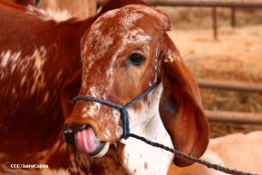 Feria Ganadera Managua 2024