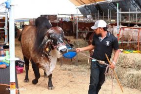 Feria Ganadera Managua 2024