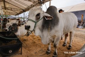 Feria Ganadera Managua 2024