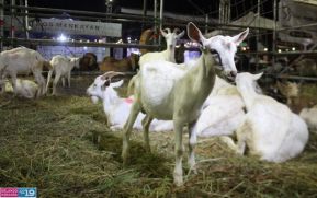 Feria Ganadera Managua 2024