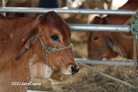 Familias de Managua disfrutan de la Feria Ganadera Navidad 2025