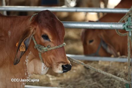 Familias de Managua disfrutan de la Feria Ganadera Navidad 2025