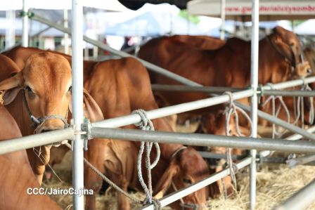 Familias de Managua disfrutan de la Feria Ganadera Navidad 2025