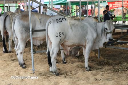 Familias de Managua disfrutan de la Feria Ganadera Navidad 2025