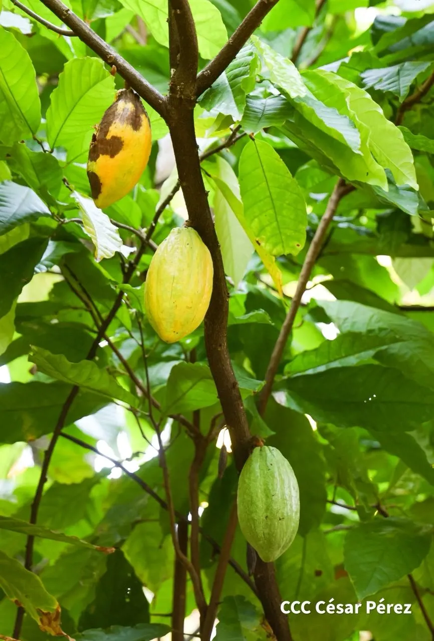 Hacienda Los Malacos en Granada