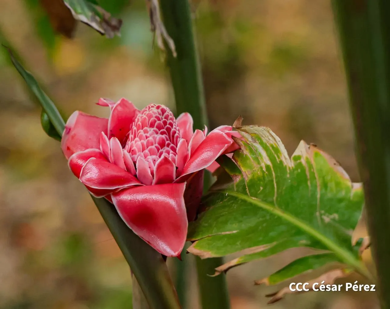 Hacienda Los Malacos en Granada