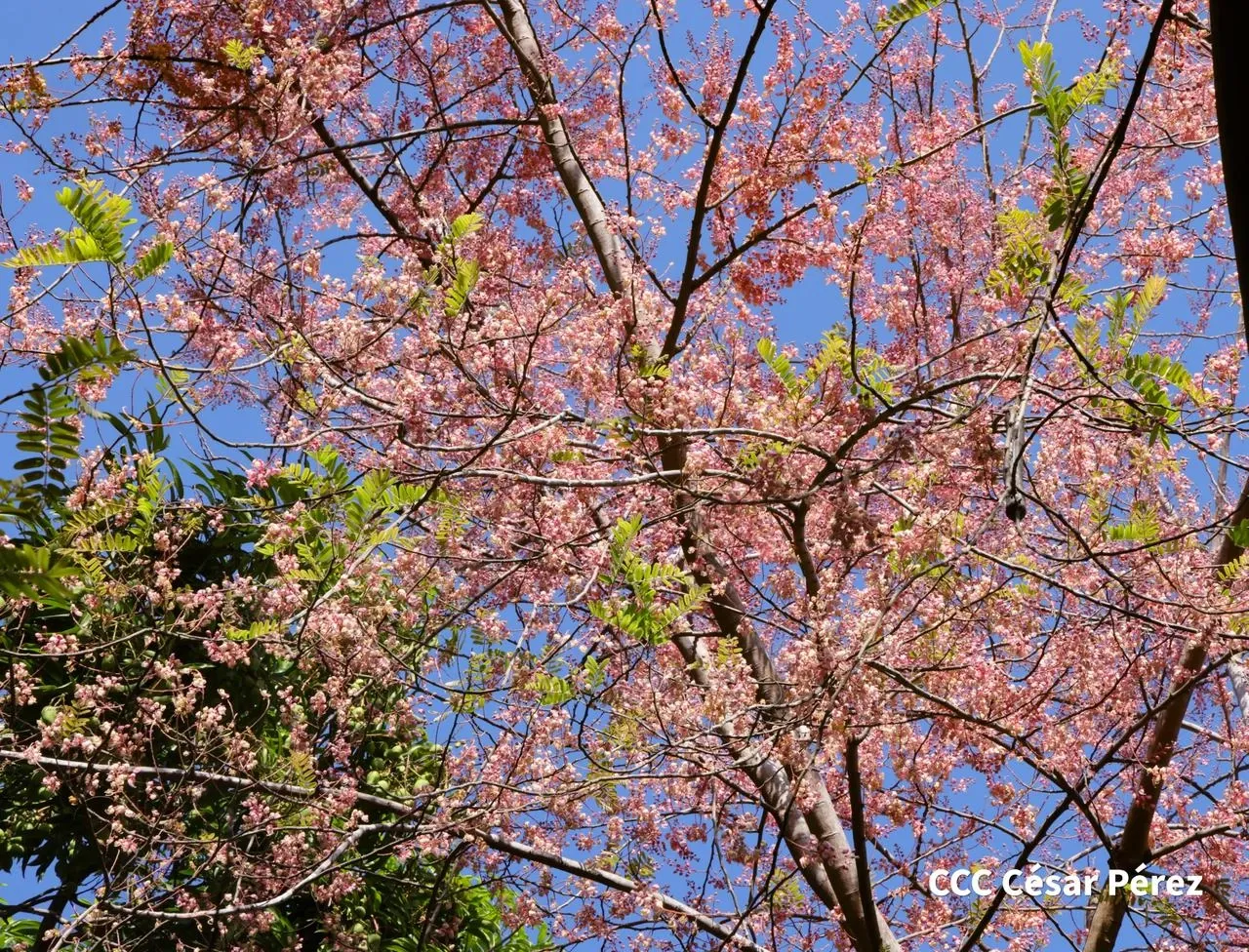 Hacienda Los Malacos en Granada