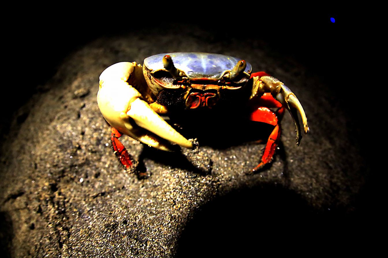 Desove de tortugas en Chacocente, un espectáculo de la naturaleza