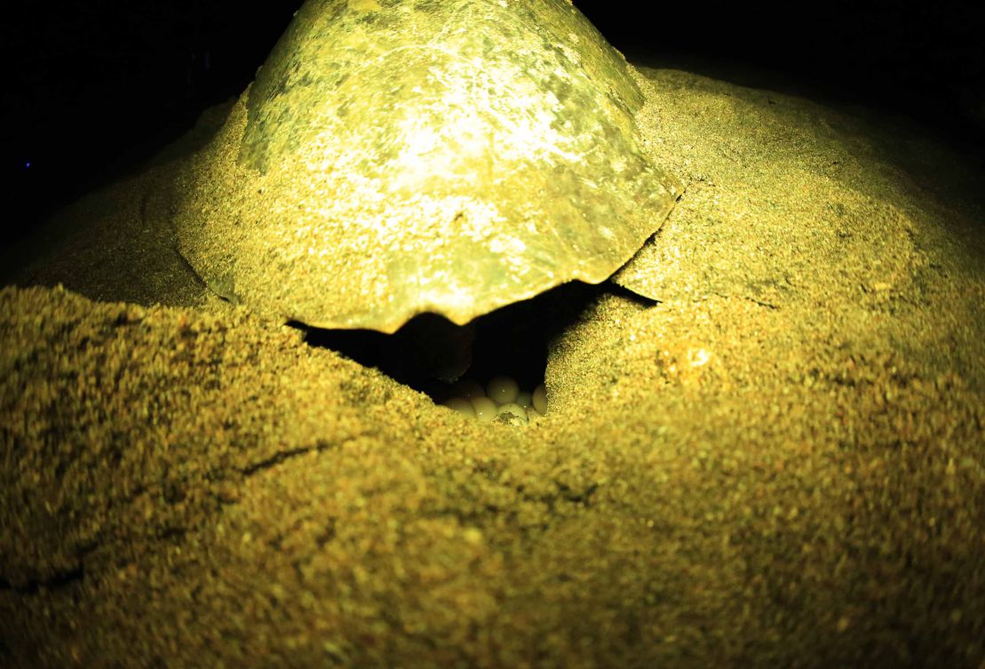 Desove de tortugas en Chacocente, un espectáculo de la naturaleza