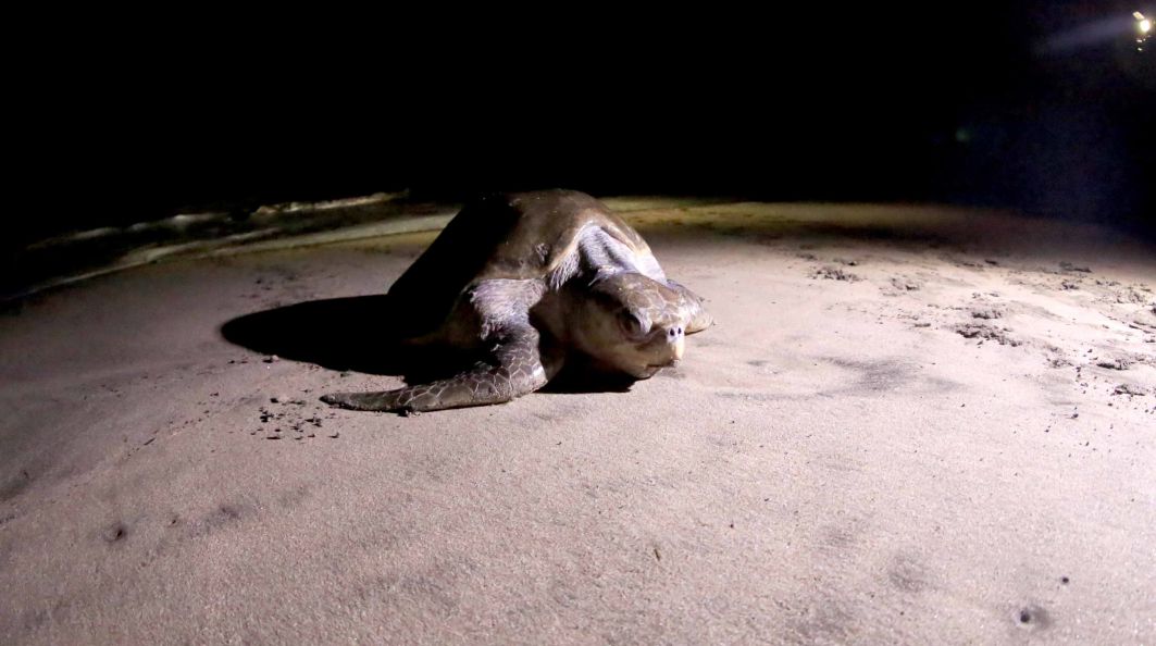 Desove de tortugas en Chacocente, un espectáculo de la naturaleza