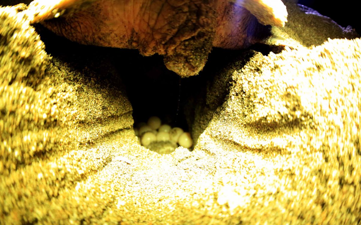 Desove de tortugas en Chacocente, un espectáculo de la naturaleza