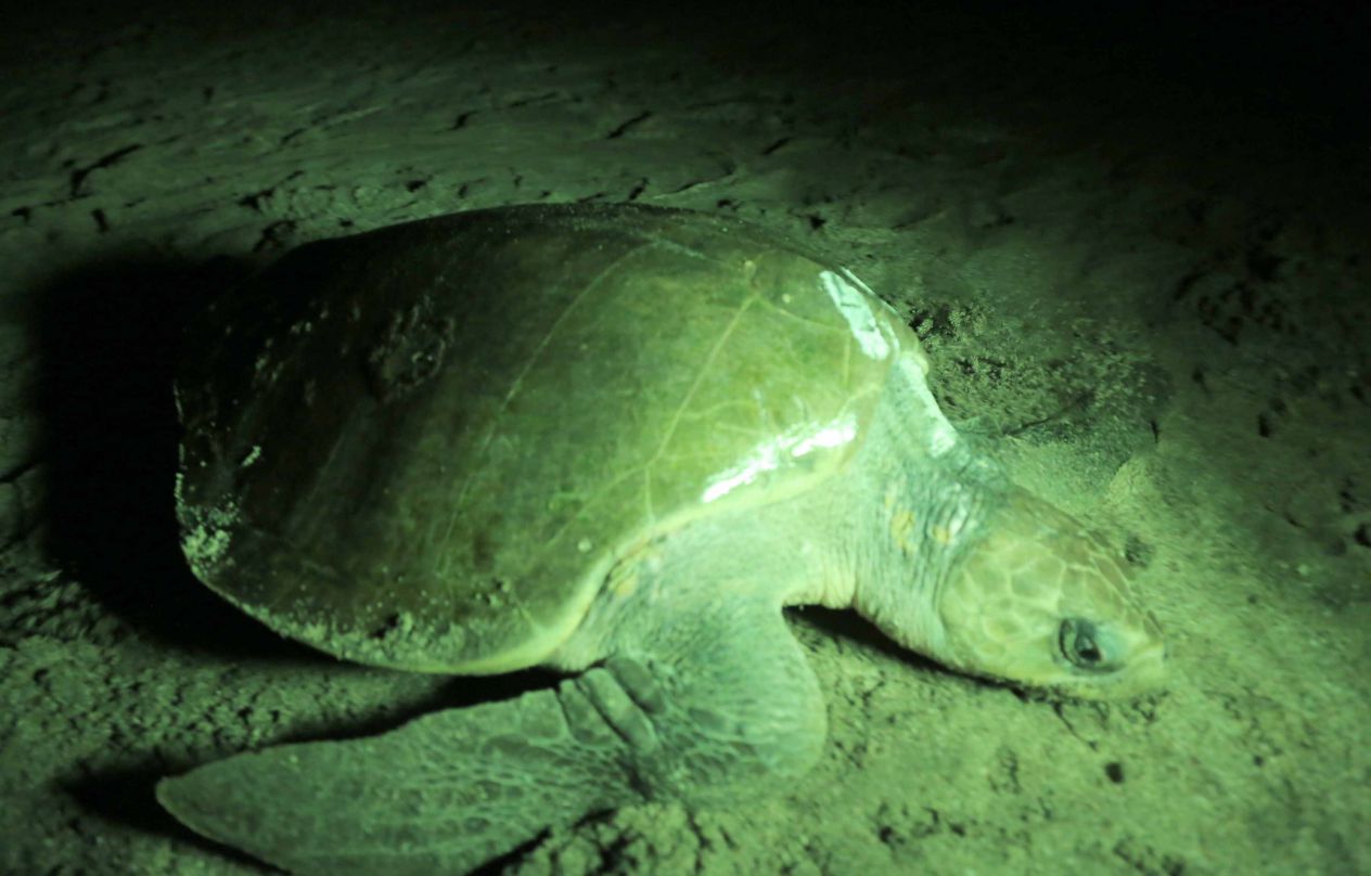 Desove de tortugas en Chacocente, un espectáculo de la naturaleza