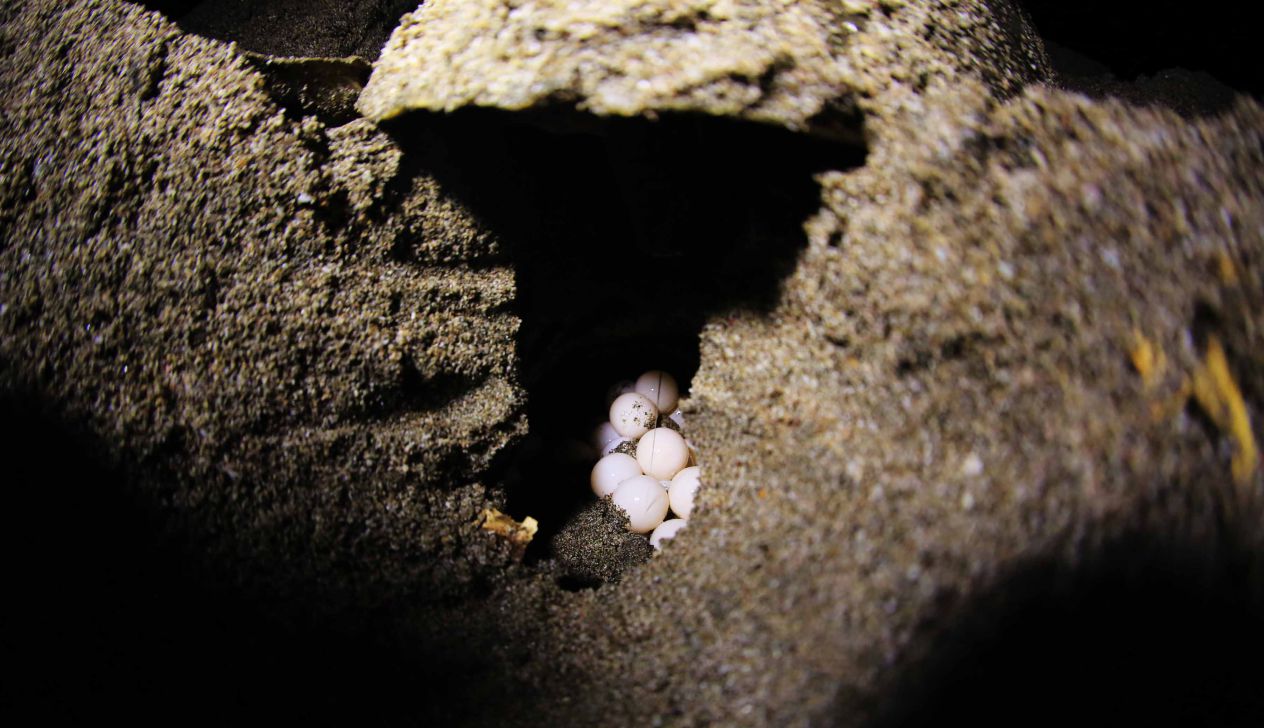 Desove de tortugas en Chacocente, un espectáculo de la naturaleza