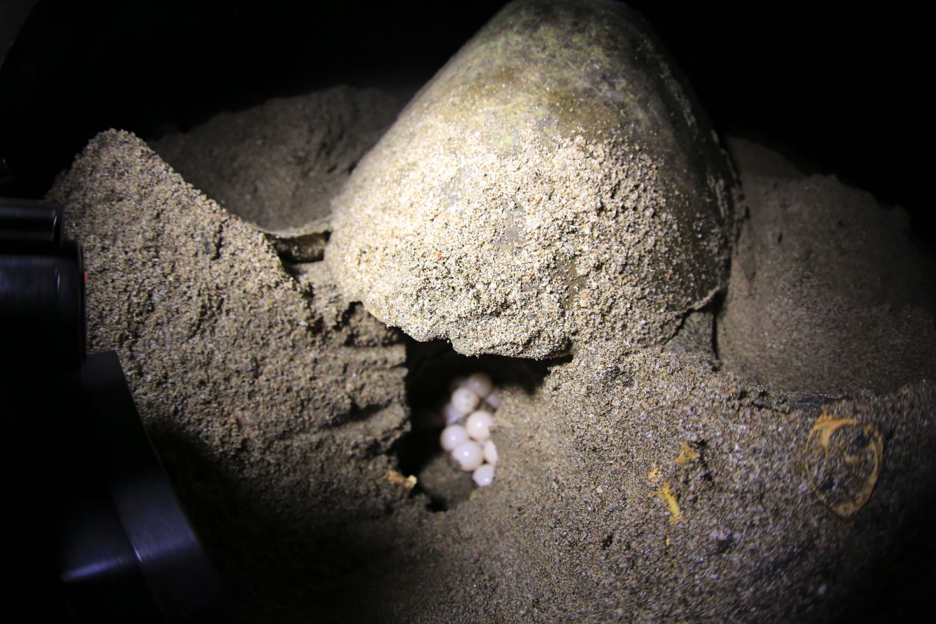 Desove de tortugas en Chacocente, un espectáculo de la naturaleza