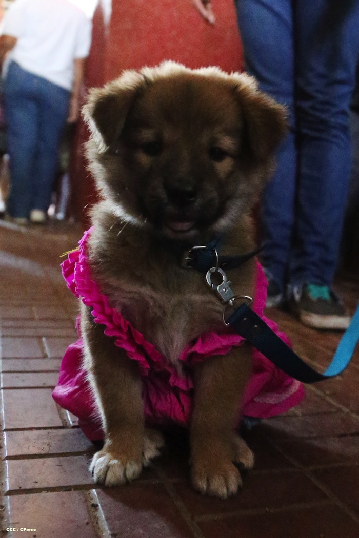 Fiesta de San Lázaro en Masaya
