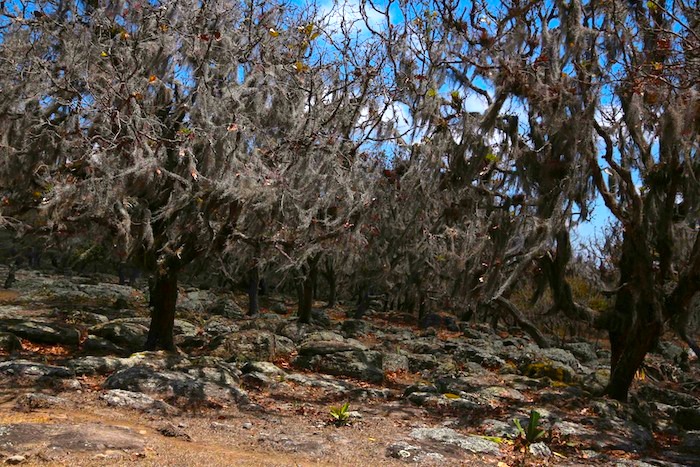 Reserva Miraflores (Estelí)