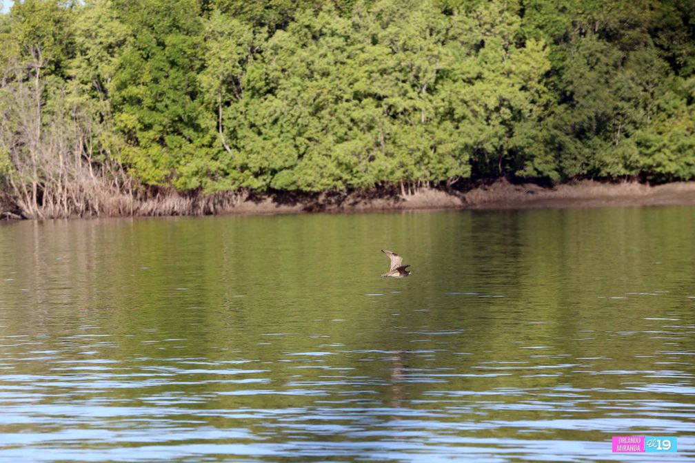 Gobierno y Comunidad trabajan en conservación de Reserva Natural Estero Real