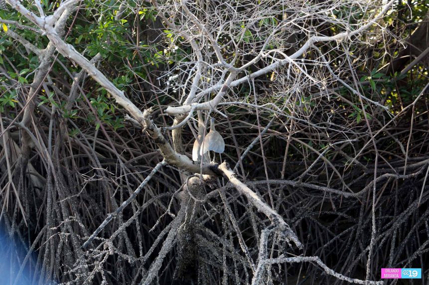 Gobierno y Comunidad trabajan en conservación de Reserva Natural Estero Real