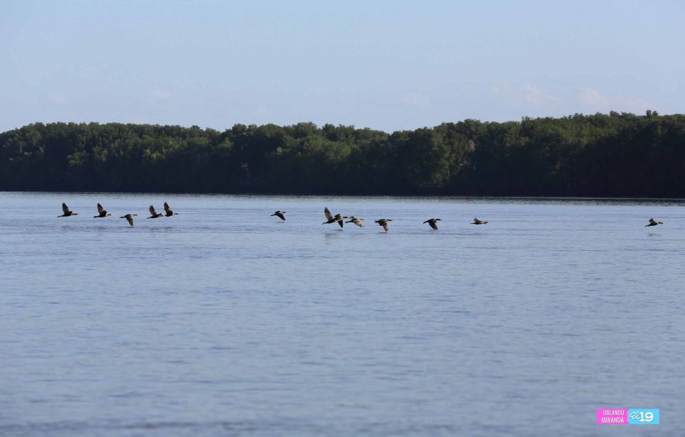Gobierno y Comunidad trabajan en conservación de Reserva Natural Estero Real