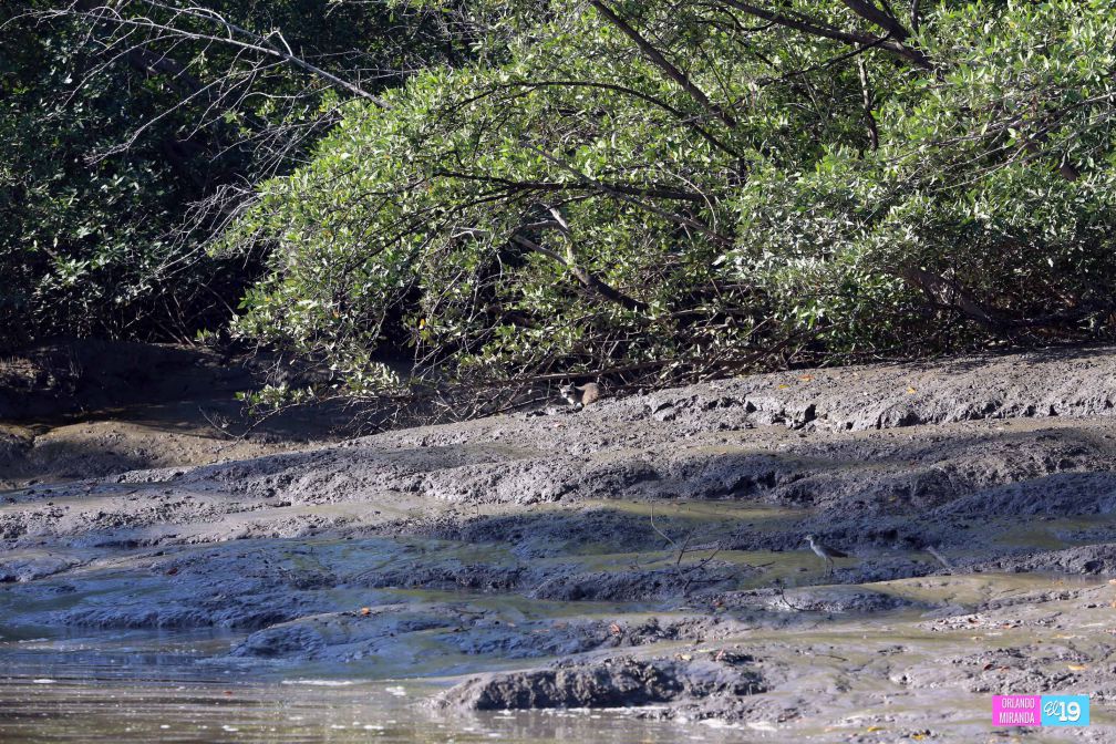 Gobierno y Comunidad trabajan en conservación de Reserva Natural Estero Real
