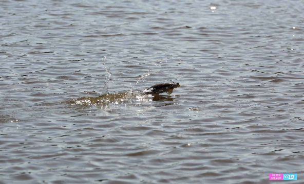 Gobierno y Comunidad trabajan en conservación de Reserva Natural Estero Real