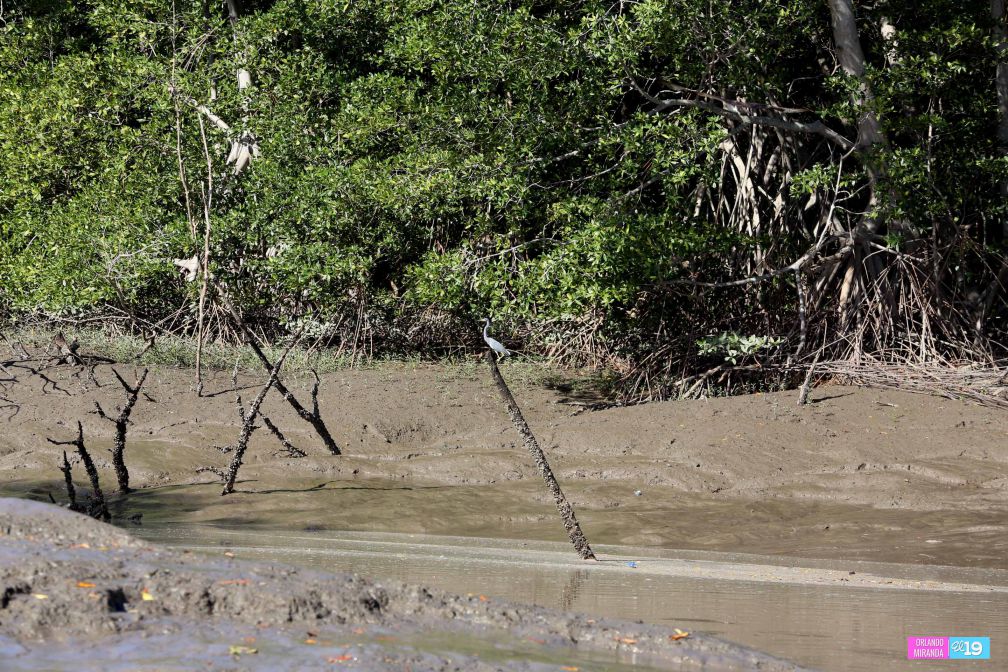 Gobierno y Comunidad trabajan en conservación de Reserva Natural Estero Real