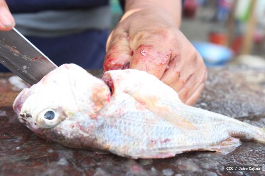 Gobierno Sandinista desarrolla planes de trabajo con cooperativas pesqueras de Masachapa