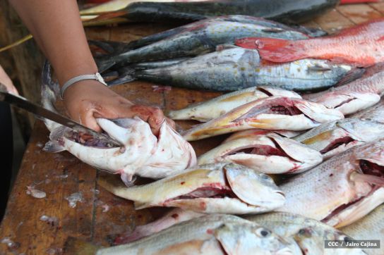 Gobierno Sandinista desarrolla planes de trabajo con cooperativas pesqueras de Masachapa