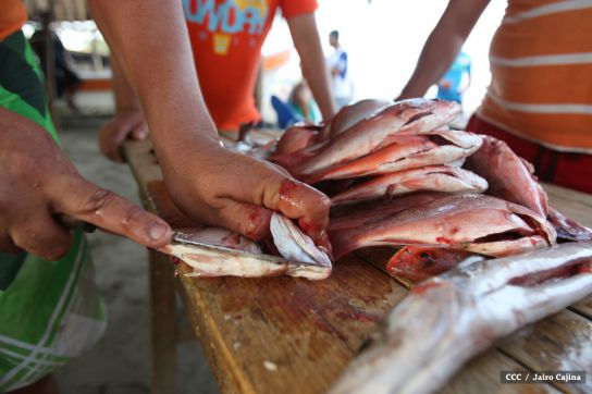 Gobierno Sandinista desarrolla planes de trabajo con cooperativas pesqueras de Masachapa