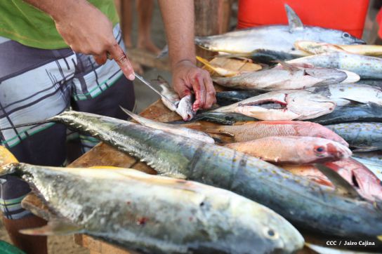 Gobierno Sandinista desarrolla planes de trabajo con cooperativas pesqueras de Masachapa