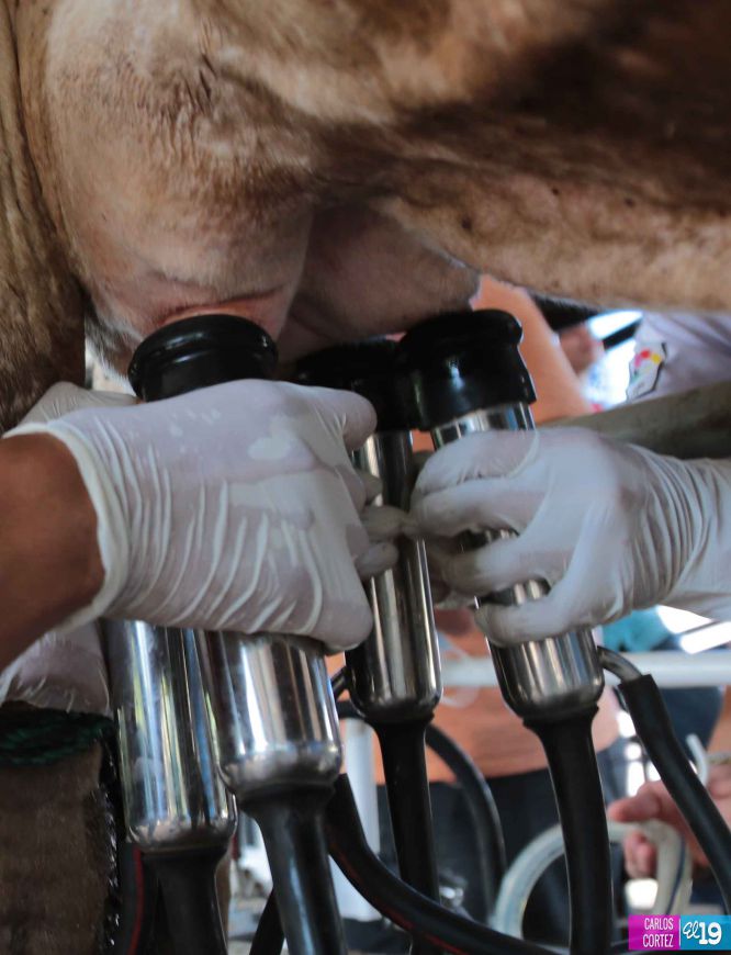 Tecnológico Agropecuario de Chinandega “Carlos Manuel Vanegas”