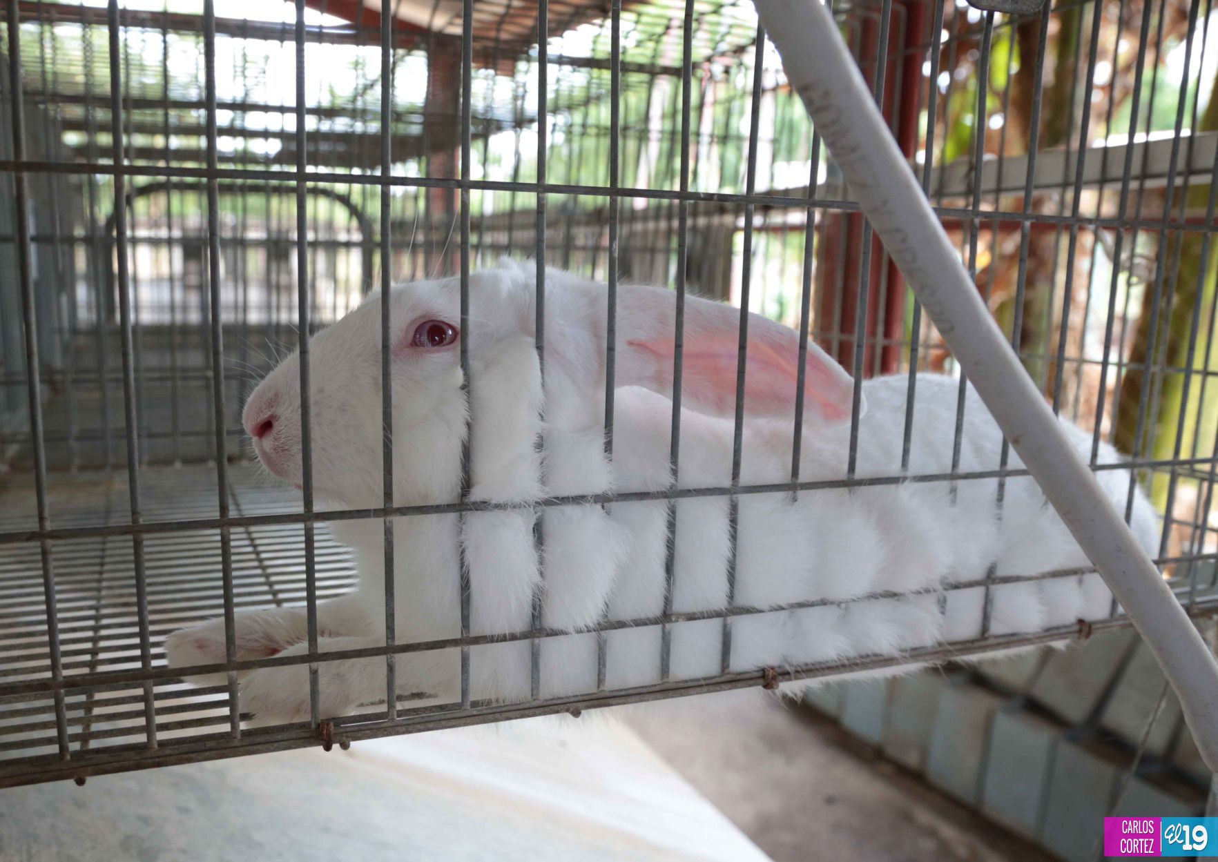 Tecnológico Agropecuario de Chinandega “Carlos Manuel Vanegas”