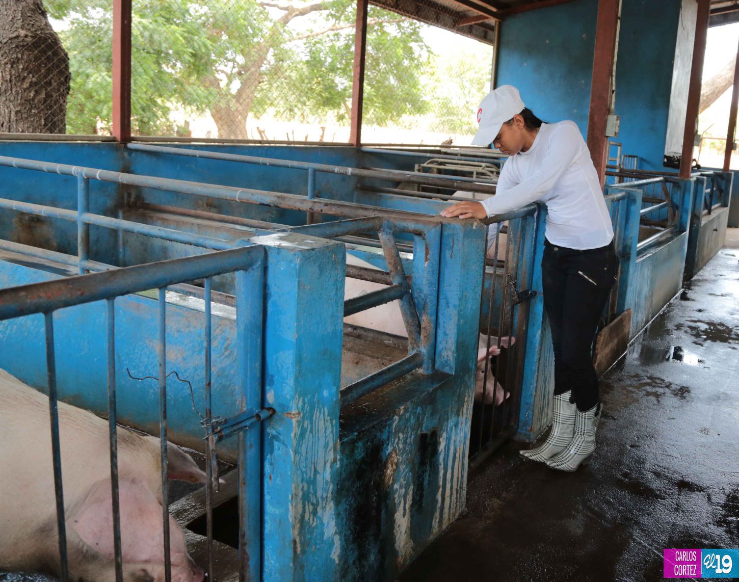 Tecnológico Agropecuario de Chinandega “Carlos Manuel Vanegas”