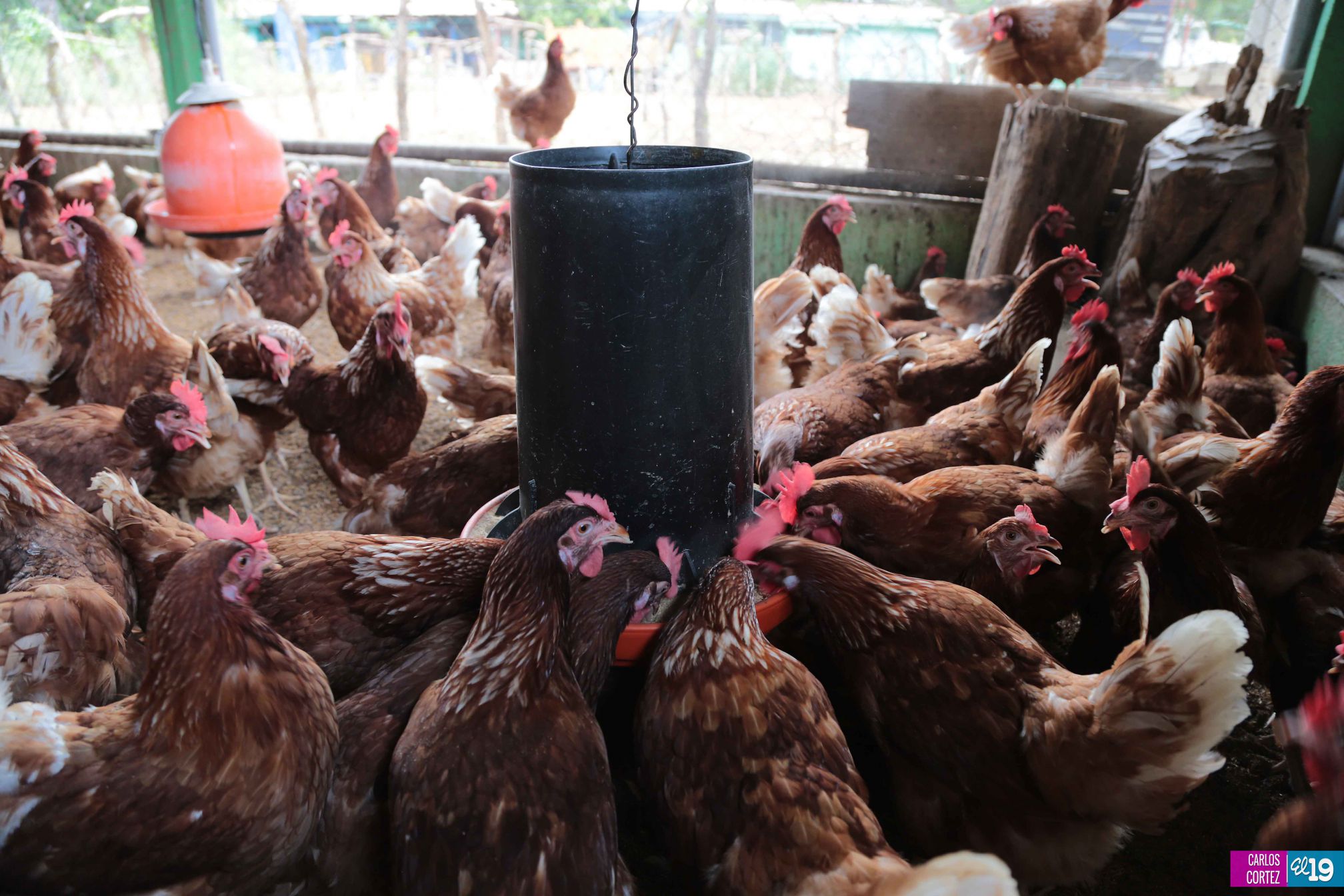 Tecnológico Agropecuario de Chinandega “Carlos Manuel Vanegas”