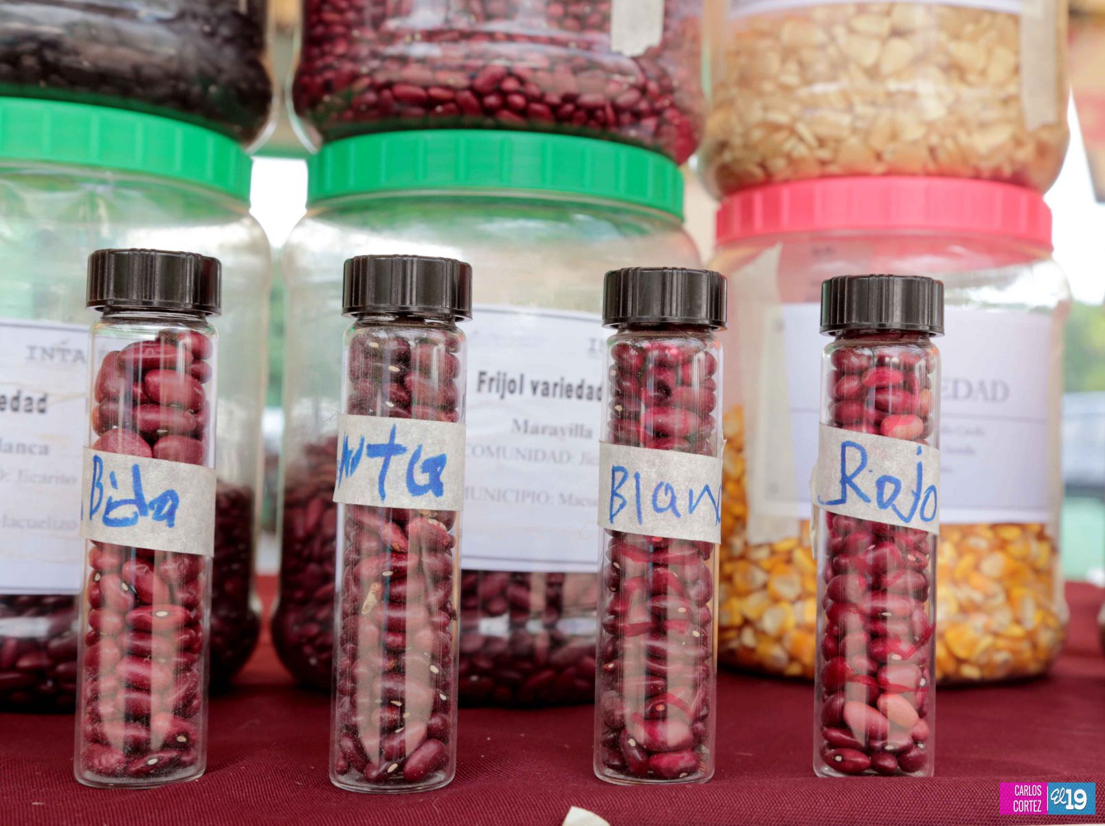 Inta y Fao desarrollan taller de capacidades para garantizar producción de semillas criollas y acriolladas