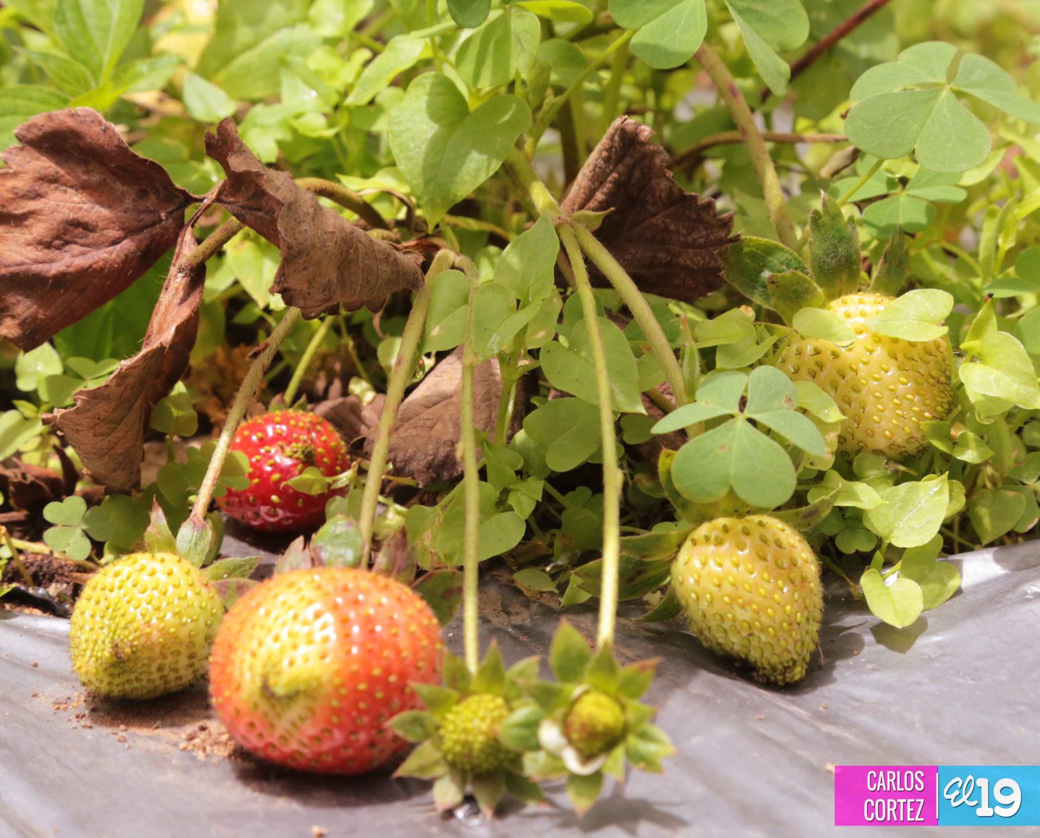 Las deliciosas fresas cultivadas en las montañas de Nicaragua