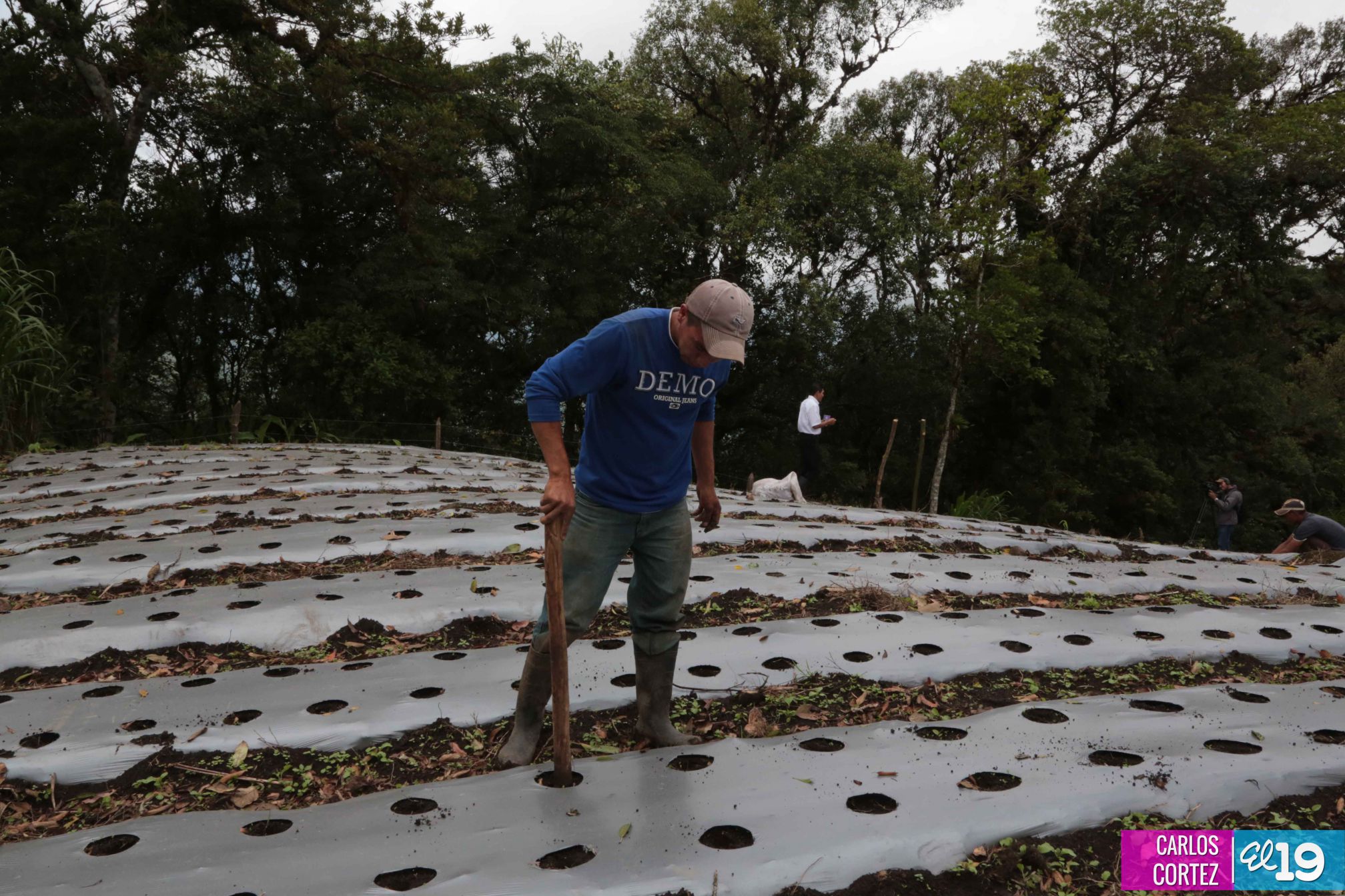 Las deliciosas fresas cultivadas en las montañas de Nicaragua