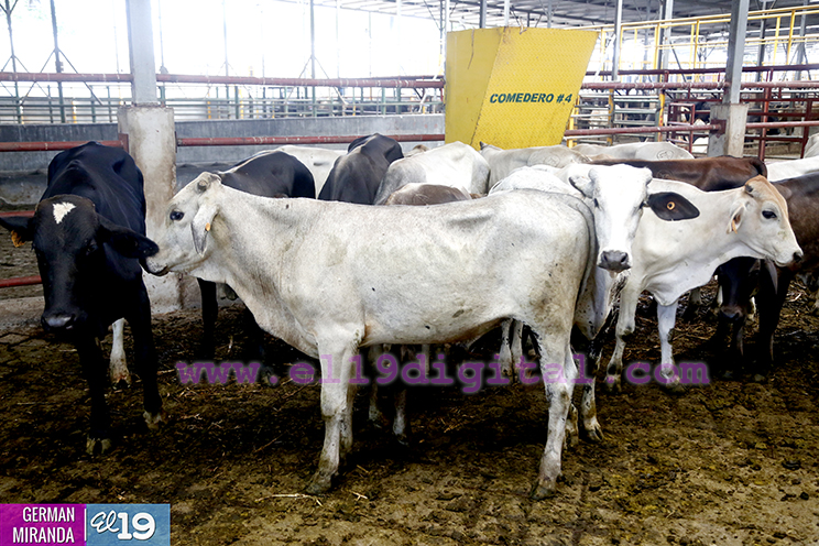 Proyecto de producci&oacute;n de terneros enfocado en producir carne de calidad