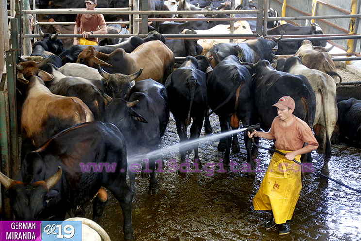 Proyecto de producci&oacute;n de terneros enfocado en producir carne de calidad